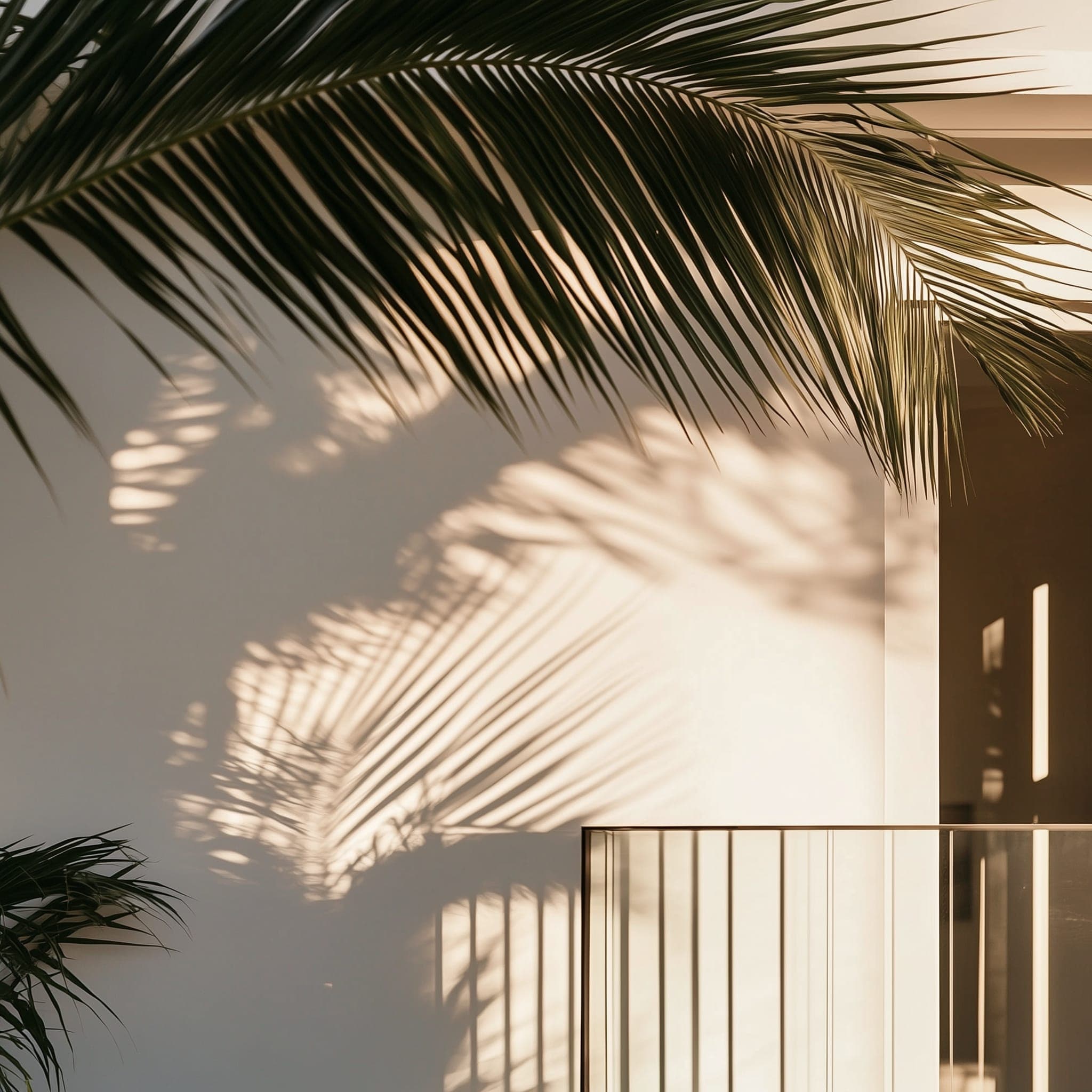 Palm leaf shadows on a sunlit wall